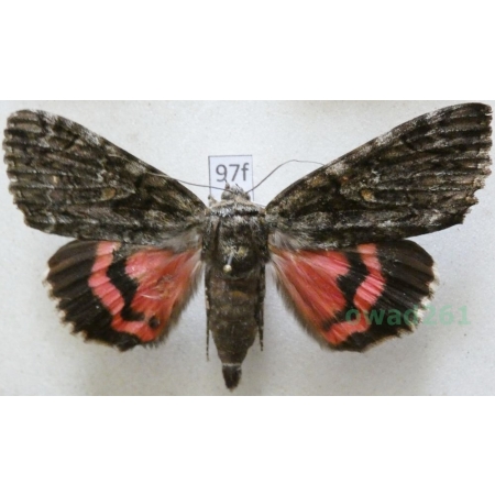 Catocala sponsa (Linnaeus, 1767) Wstęgówka karmazynka Italy, Sardynia 73mm97f